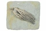 Crinoid (Abrotocrinus) Fossil - Crawfordsville, Indiana #279640-1